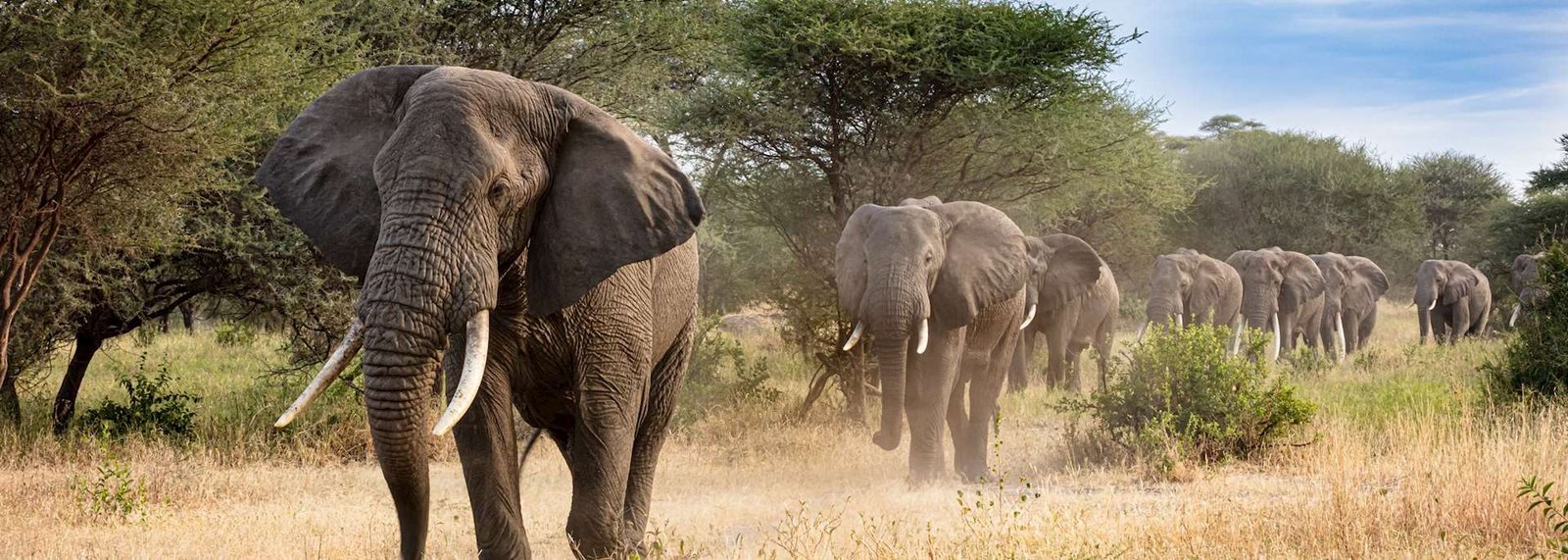 Tsavo East & West Budget Safari