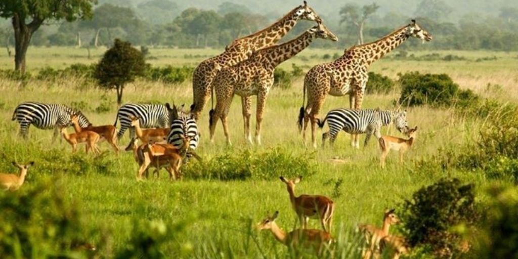 Amboseli Safari & Diani Beach
