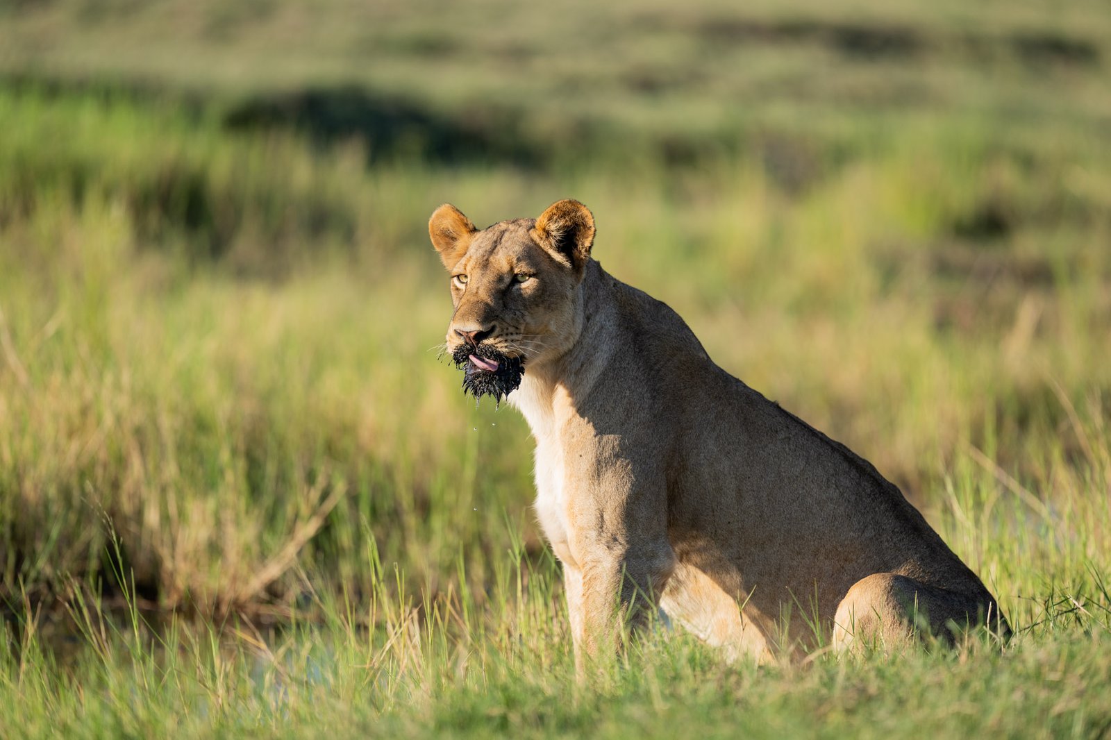 Maasai Mara 3-Day Lodge Safari