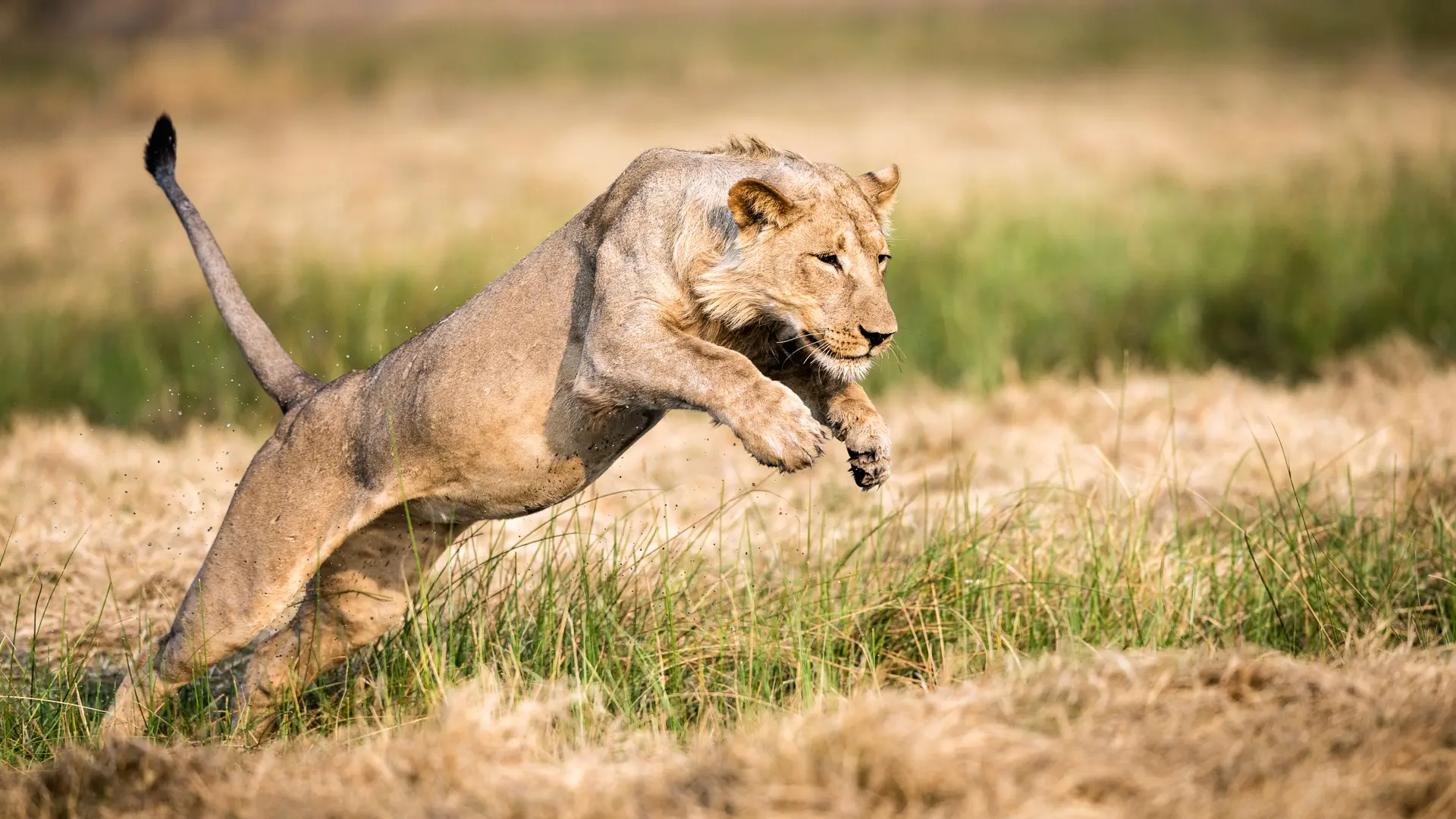 Kenya Classic: Amboseli, Nakuru & Mara