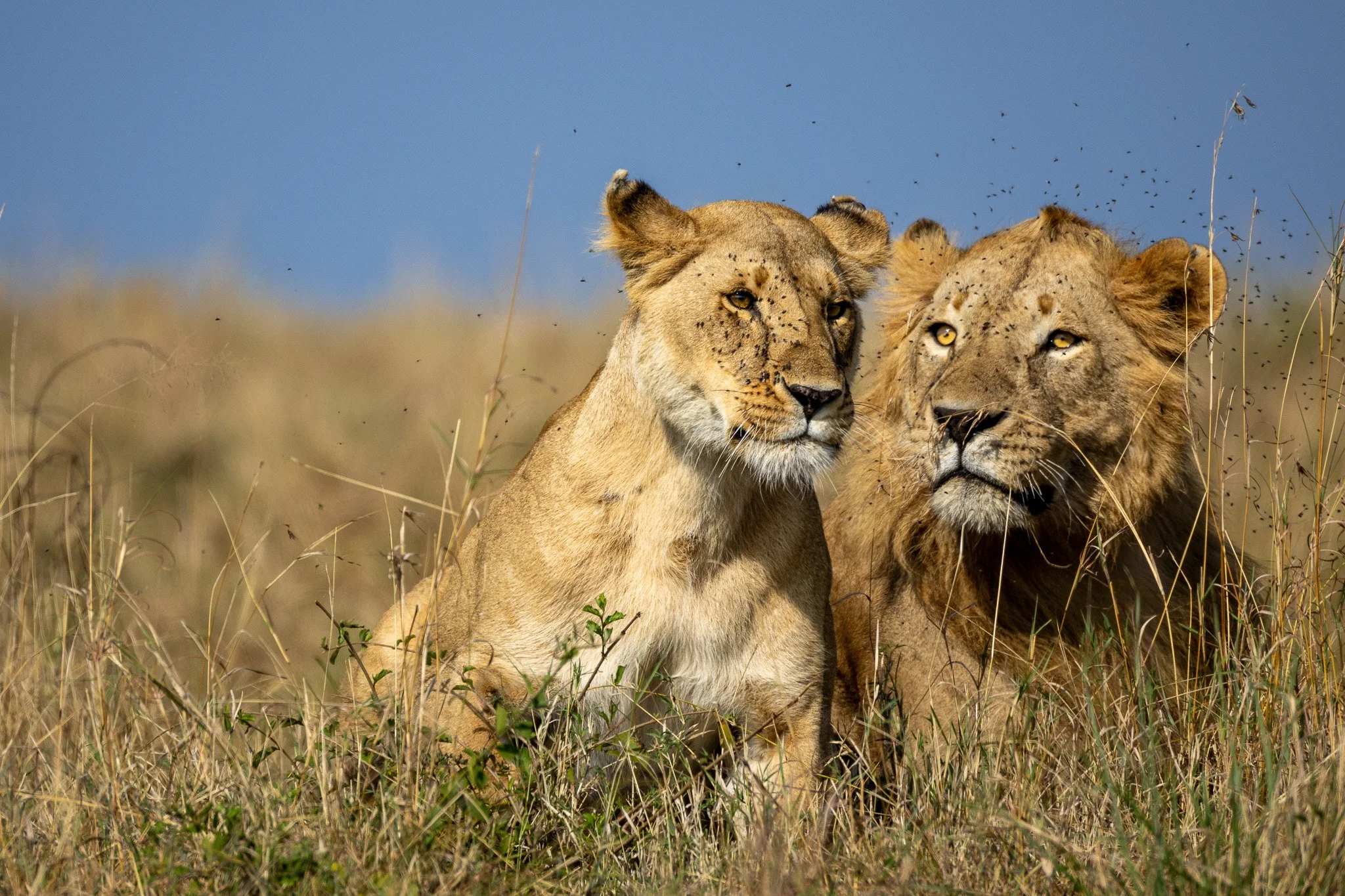 Mara, Amboseli & Diani Beach