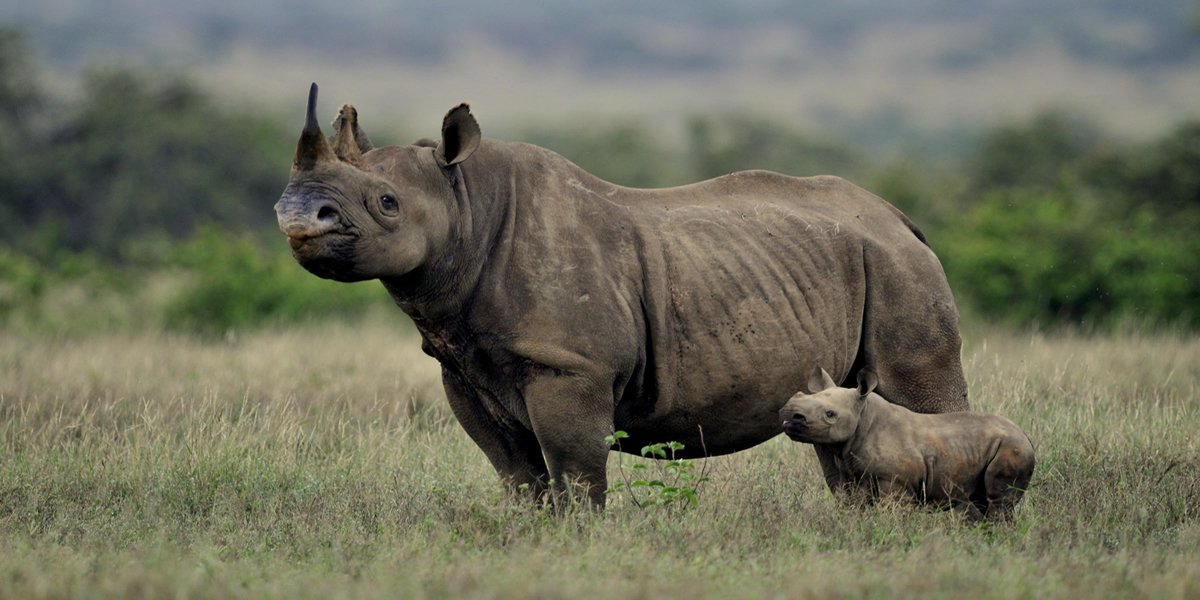 Nakuru & Maasai Mara 4-Day Budget Safari
