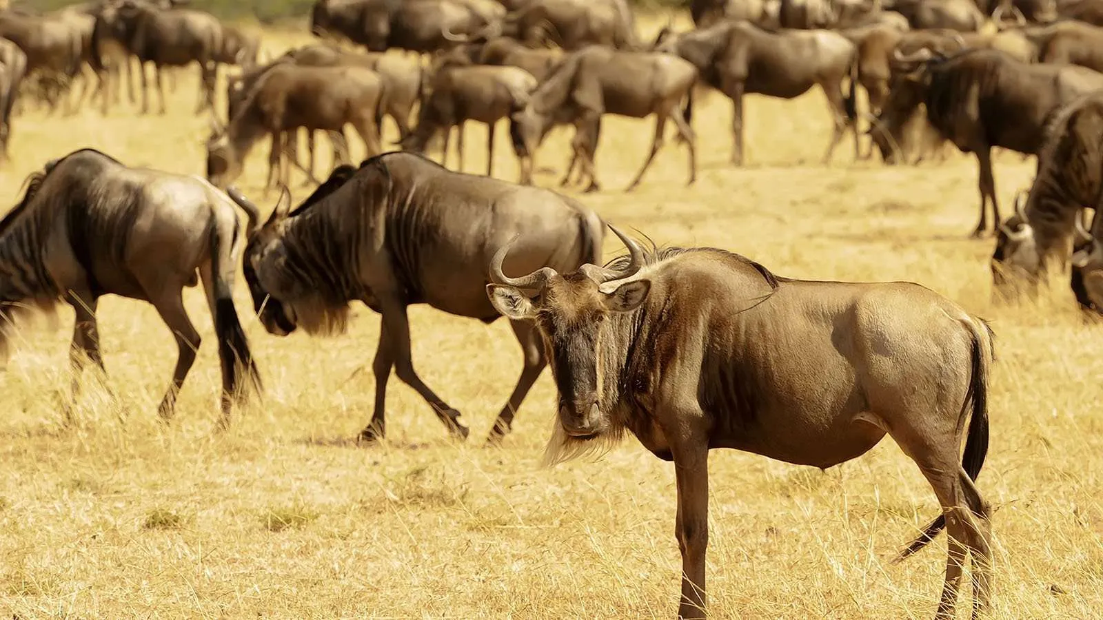 Maasai Mara Budget Camping Safari