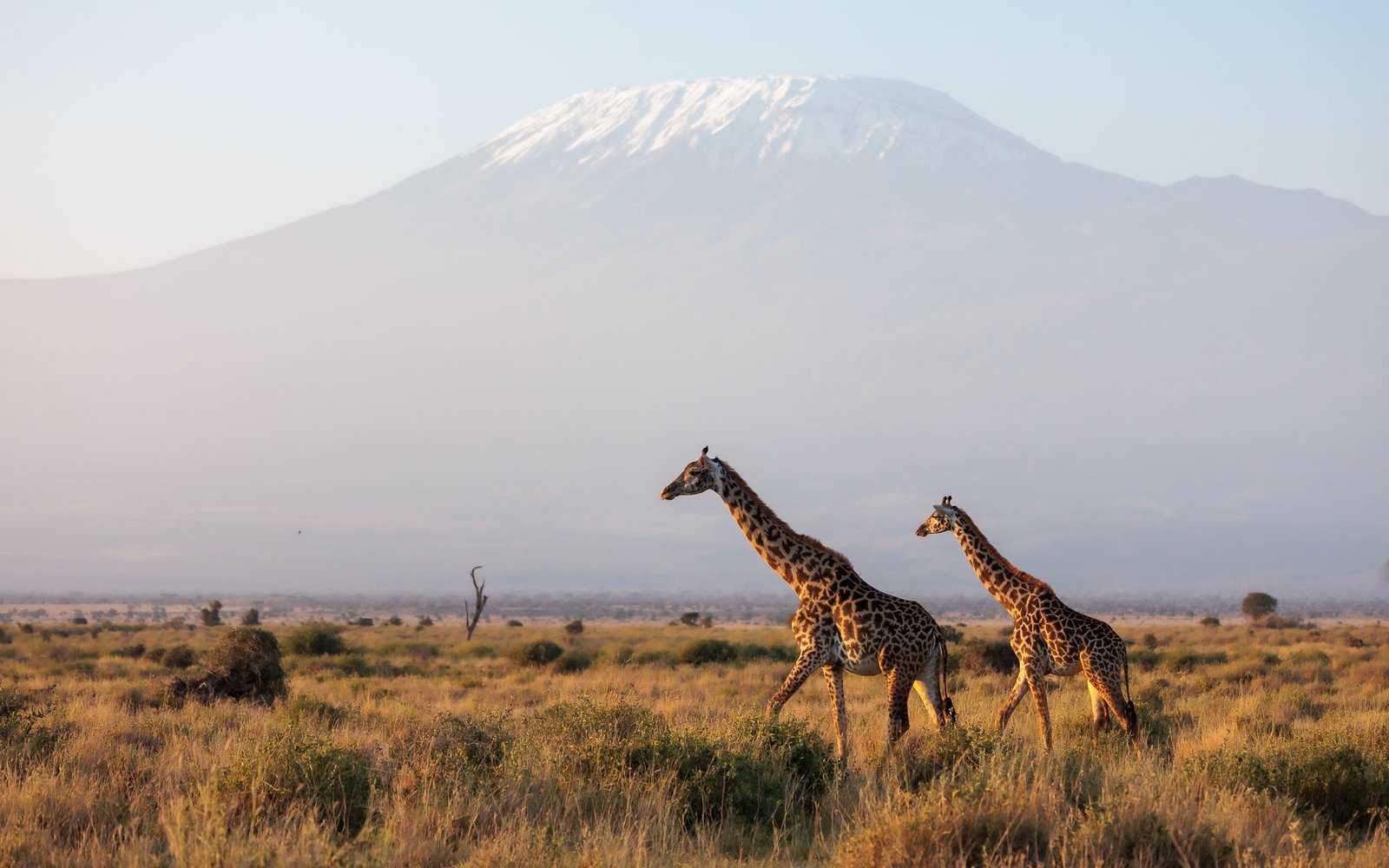 Amboseli 3-Day Safari