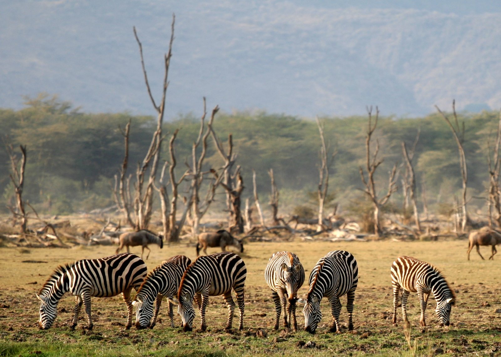Family Safari & Beach: Nakuru, Mara & Diani
