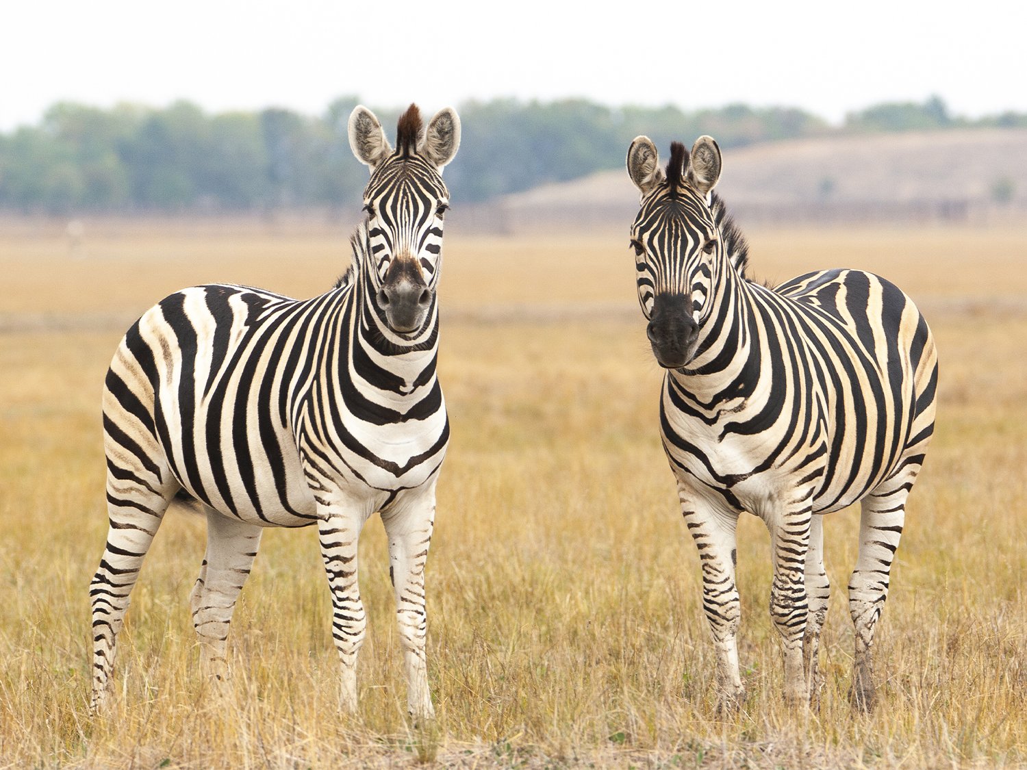 Kenya & Tanzania Budget Overland
