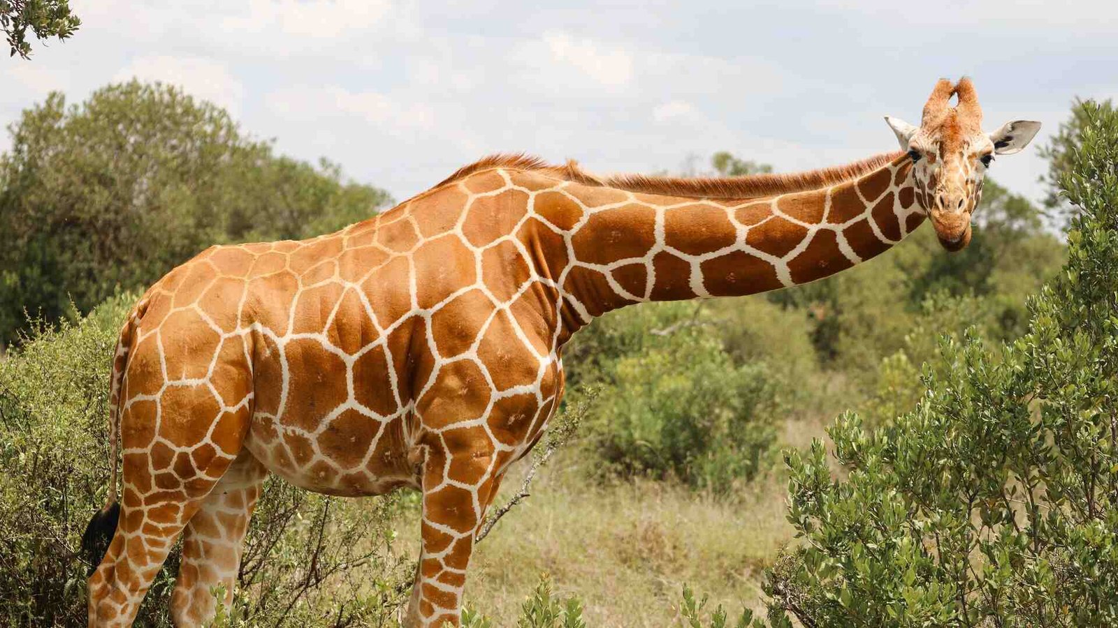 Samburu 3-Day Safari