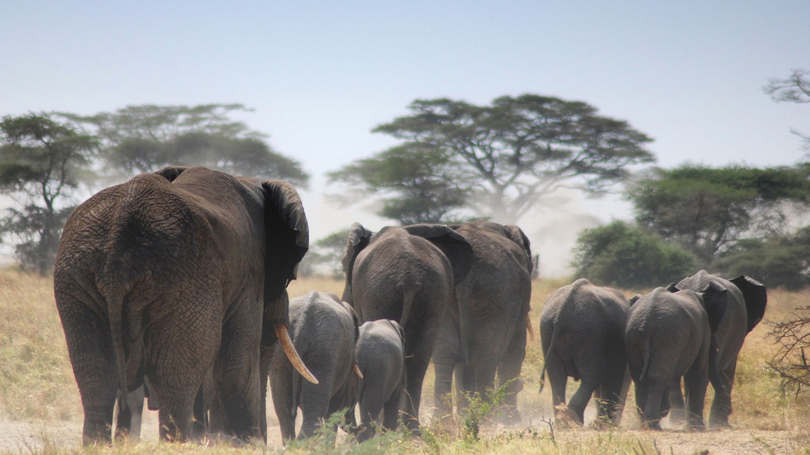 Tarangire, Manyara & Ngorongoro